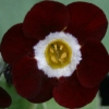 Auricula Cortina Abriachan Nurseries